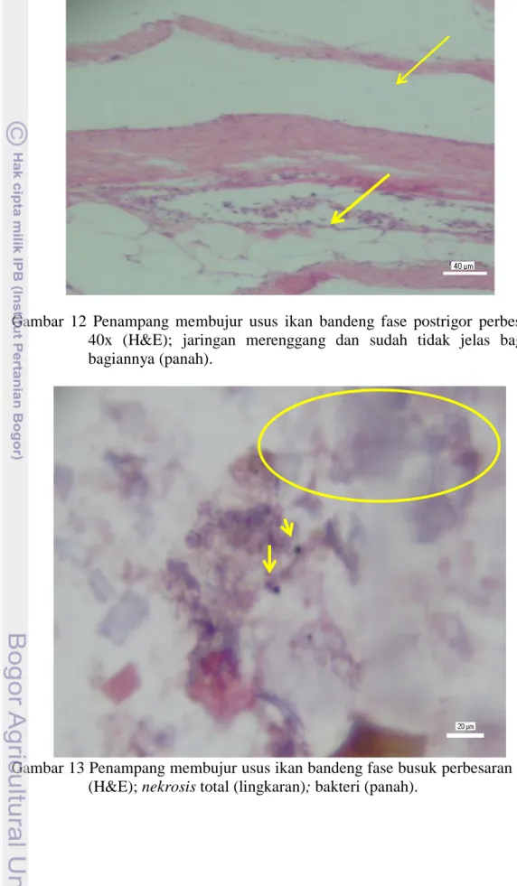 Gambar 13 Penampang membujur usus ikan bandeng fase busuk perbesaran 200x  (H&amp;E); nekrosis total (lingkaran); bakteri (panah)