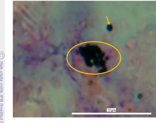 Gambar  14  Bakteri  pembusuk  pada  fase  busuk  usus  ikan  bandeng  perbesaran  1000x  (H&amp;E);  koloni  bakteri  berbentuk  kokus  (lingkaran  kuning); 