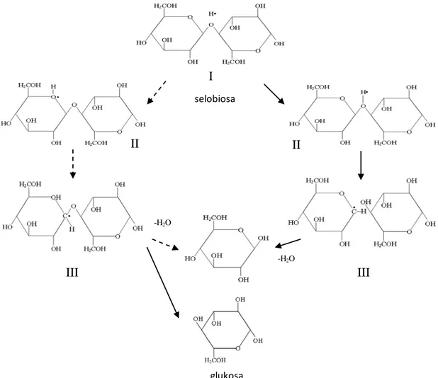 Gambar 2.4 Mekanisme Dasar Hidrolisis Selobiosa -H2O II II  III III glukosa selobiosa 