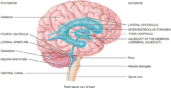Gambar 2. Ilustrasi sistem ventrikel. Dikutip dari: The brain and cranial nerves. In: 