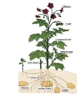 Gambar 2.1  Morfologi tanaman kentang (Sumber : FAO 2008) 