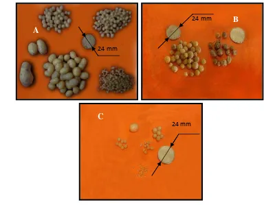 Gambar 2.10  Umbi kentang dari perlakuan  zone cooling 10 oC (A), 15 oC (B),  o