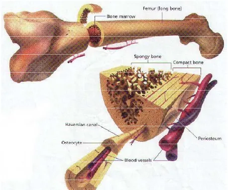 Gambar 2.2. Komposisi dari struktur tulang femur [7].