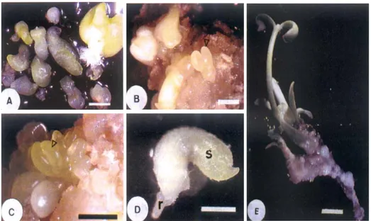 Gambar 3.  Perkembangan embrio somatik dan planlet yang berasal dari embrio somatik setelah 