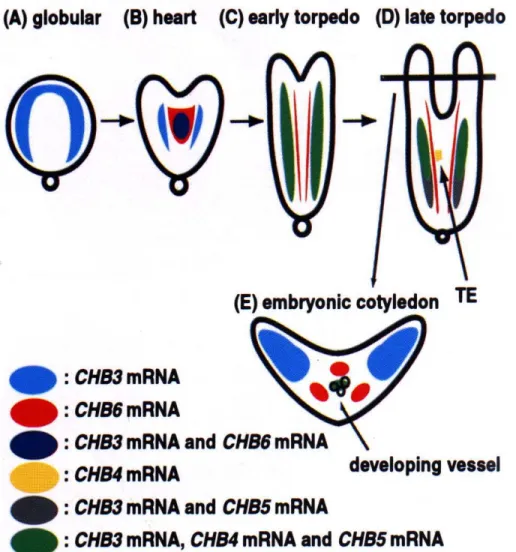 Gambar 4. Akumulasi m-RNA dari CHB yang berbeda-beda selama embriogenesis somatik 