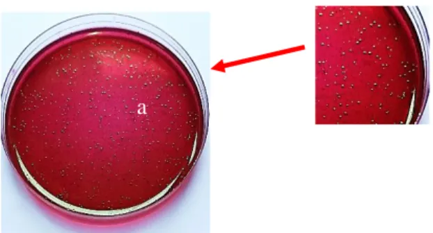 Gambar 1. Kontrol E. coli O157 pada daging sapi yang dikultur di EMBA   (a.  koloni bakteri berwarna hijau metalik) 
