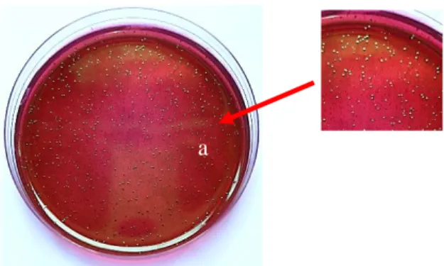 Gambar 2. Kontrol E. coli O157:H7 pada daging sapi yang dikultur di EMBA  (a. koloni bakteri berwarna hijau metalik) 