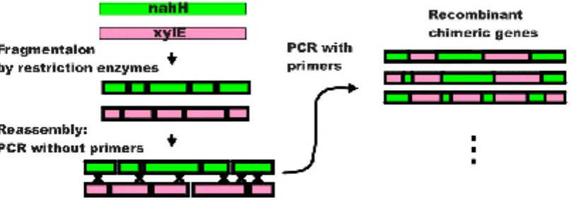 Gambar 3. Gambar skema contoh proses dalam DNA shuffling