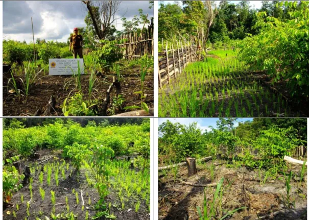 Gambar 1.  Pertumbuhan tanaman padi gogo dan tanaman pakan ternak pada  umur satu bulan setelah tanam
