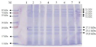Gambar    2. Hasil Karakterisasi Protein L. cyprinacea dengan SDS-PAGE Keterangan :  M = Marker, Lajur 1 – 8 = Protein L