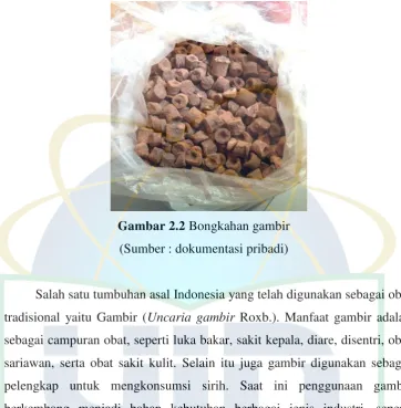 Gambar 2.2 Bongkahan gambir 