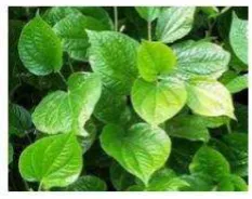 Gambar 2.3 Daun Sirih 