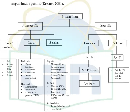 Gambar 2.5  Diagram Sistem Imun (Baratawidjaja, 2001) 