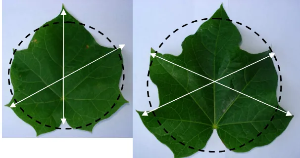 Gambar 1. Bentuk daun saat fase bibit (kiri) dan daun dewasa (kanan). Garis  lingkaran hitam menandakan bentuk dasar daun, garis panah putih    cara mengukur diameter daun