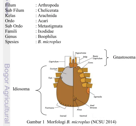 Gambar 1  Morfologi B. microplus (NCSU 2014) 