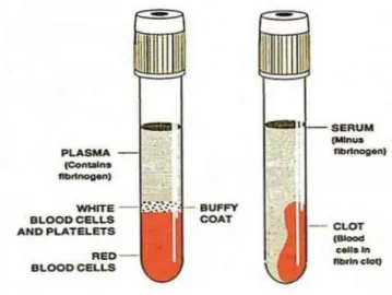 Gambar 2.1. Cara Mendapatkan Serum dan Plasma