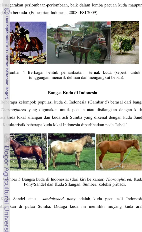 Gambar  4  Berbagai  bentuk  pemanfaatan    ternak  kuda  (seperti  untuk  tunggangan, menarik delman dan mengangkut beban)