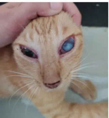 Gambar 1. Kondisi Awal Kucing  Nancy 