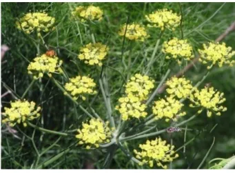 Gambar 6  Tanaman Adas (Foeniculum vulgare) (Leonard 2005). 