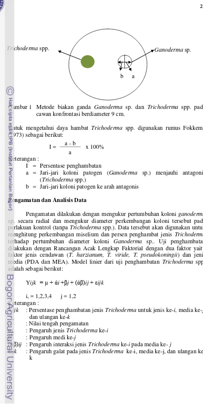 Gambar 1  Metode biakan ganda Ganoderma sp. dan Trichoderma spp. pada 