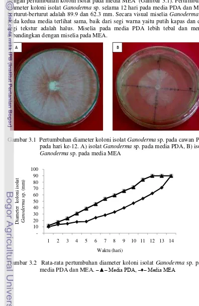 Gambar 3.1  Pertumbuhan diameter koloni isolat Ganoderma sp. pada cawan Petri 