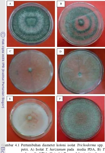 Gambar 4.1 Pertumbuhan diameter koloni isolat Trichoderma spp. pada cawan 