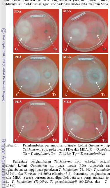 Gambar 5.1 Penghambatan pertumbuhan diameter koloni Ganoderma sp. oleh 