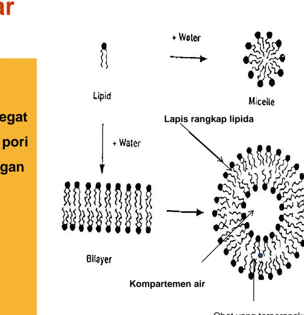 Diagram struktur liposom multilamelar  dan uni lamelar