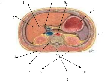 Gambar 2.3 Anatomi Cross Sectional Upper Abdomen (Netter,2005) 