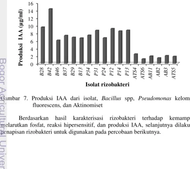 Gambar 7. Produksi IAA dari isolat,   Bacillus spp, Pseudomonas kelompok 