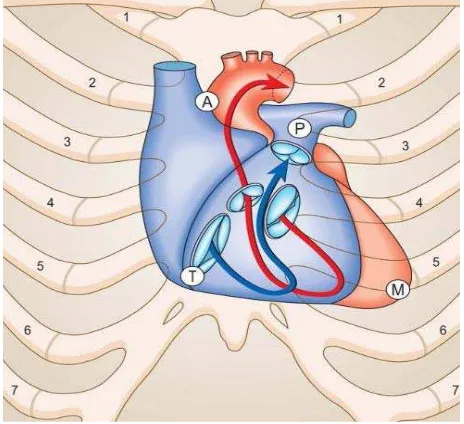 Gambar 2.1. Letak Jantung dalam Rongga Toraks dan Tempat Mendengarkan Suara Katup Jantung, A = Aorta, P = Pulmonal, M = Mitral, T = Triskupid 