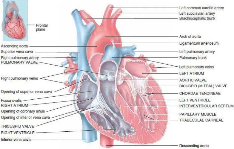 Gambar 2.2. Struktur Anatomi Jantung Bagian Dalam Sumber: Tortora, G. J., Derrickson, B., 2009