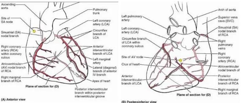 Gambar 2.3. Letak Arteri Koroner (A) Anterior (B) Posterior Sumber: Moore, K. L., Dalley, A