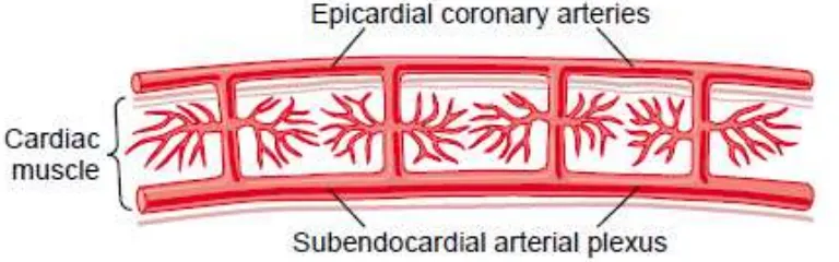 Gambar 2.6. Diagram Vaskularisasi Jantung pada Lapisan Epikardial, Intramuskular, dan Subendokardial Sumber: Guyton, A