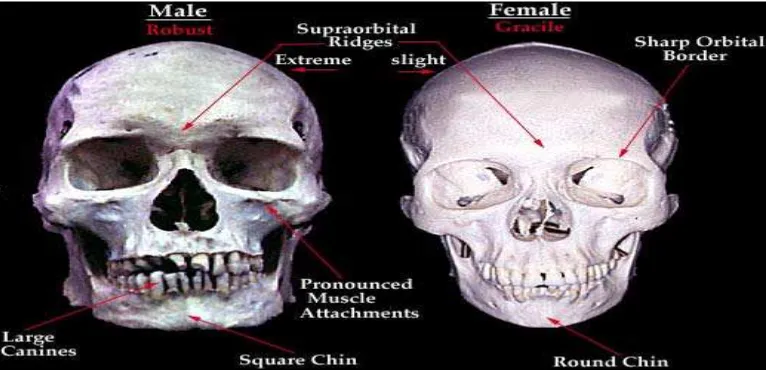 Gambar 2.1 Perbedaan tulang panggul antara perempuan dan laki-laki. 