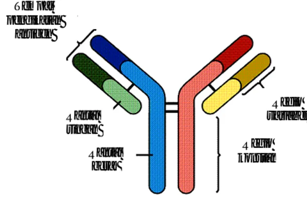 Gambar 1 Struktur IgG (Mader 1997). 