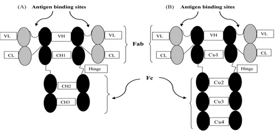 Gambar 6 Perbedaan struktur IgG manusia (A) dengan IgY (B).  (Silva dan Tambourgi 2010) 