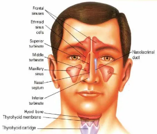 Gambar 2.1. Anatomi hidung dan sinus (Hilger, 1997) 