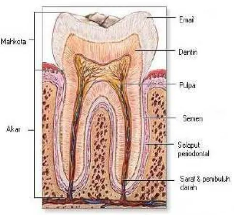 Gambar 2.1 Anatomi gigi 