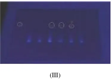 Gambar 2. Plat Kromatografi Lapis Tipis pada sampel kode A dan BKeterangan gambar 2 :( I ) Sampel A dan B setelah selesai dielusi( II ) Sampel A dan B pada lampu UV 245 nm