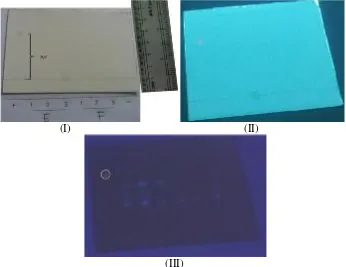 Gambar 4. Plat Kromatografi Lapis Tipis pada sampel kode E dan FKeterangan gambar 4 :( I ) Sampel E dan F setelah selesai dielusi( II ) Sampel E dan F pada lampu UV 245 nm( III ) Sampel E dan F pada lampu UV 366 nm