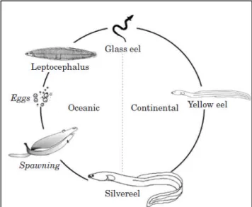 Gambar 1. Siklus hidup ikan sidat Eropa, Anguilla anguilla (Dekker, 2000).