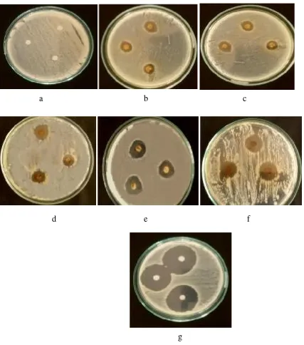 Gambar 1. Aktivitas antibakteri daun kecombrang terhadap bakteri Salmonella typhi
