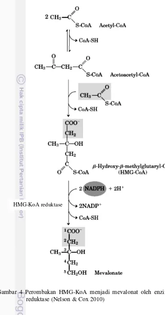 Gambar 4 Perombakan HMG-KoA menjadi mevalonat oleh enzim HMG-KoA 
