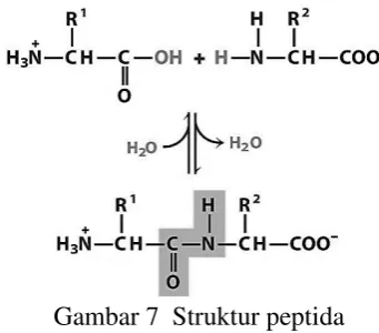 Gambar 7  Struktur peptida 