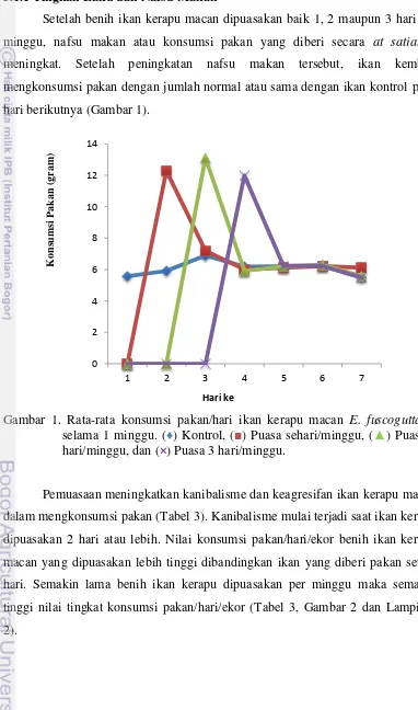 Gambar 1. Rata-rata konsumsi pakan/hari ikan kerapu macan E. fuscoguttatus 