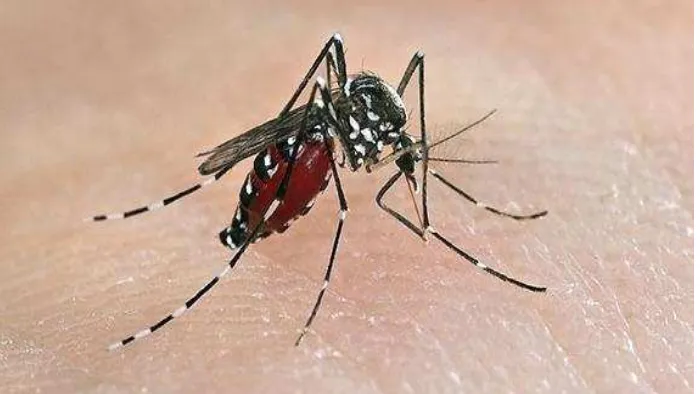 Gambar 2.1 Nyamuk Demam Berdarah Dengue 