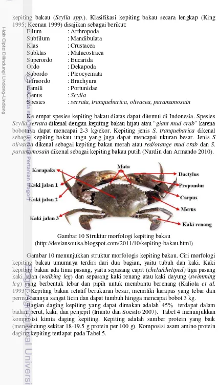 Gambar 10 Struktur morfologi kepiting bakau 