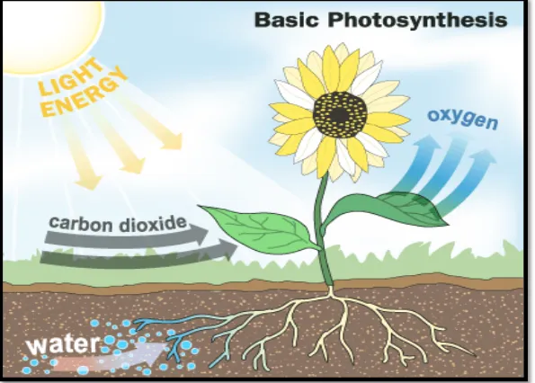Gambar reaksi fotosintesis 