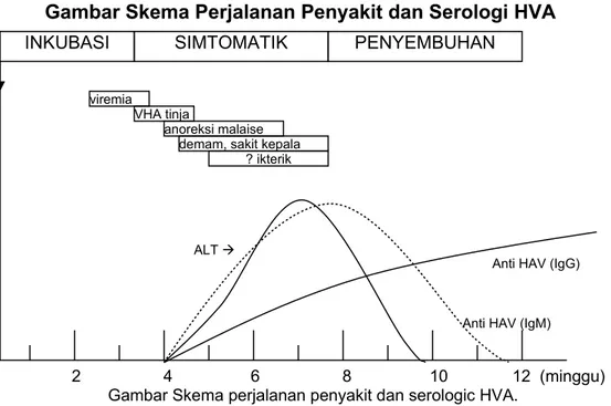 Gambar Skema Perjalanan Penyakit dan Serologi HVA